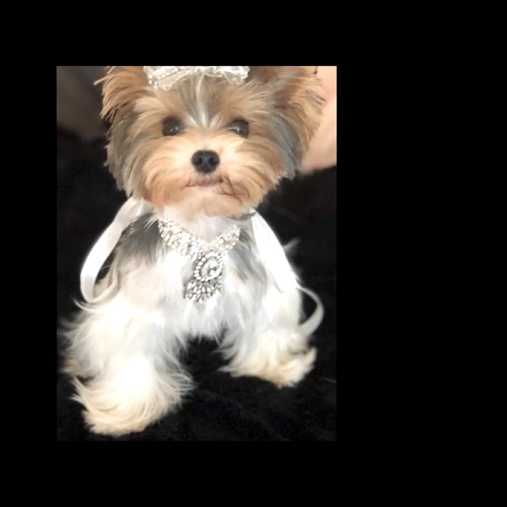 Custom made Rhinestone pet Collar - Picture 3 of 8